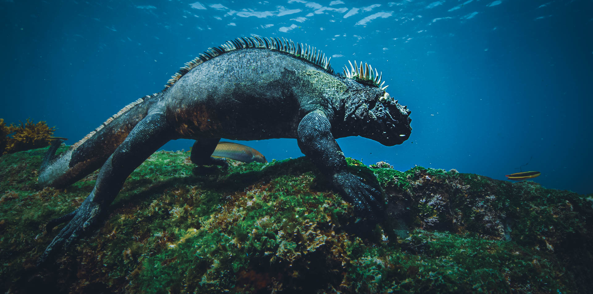 Iguana in Galapagos